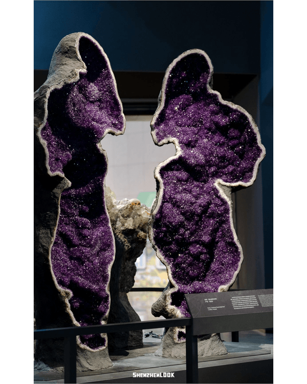 深圳坪山自然博物館開幕🐘華南最大！必睇8大展廳+恐龍化石🦖暑假親子必去