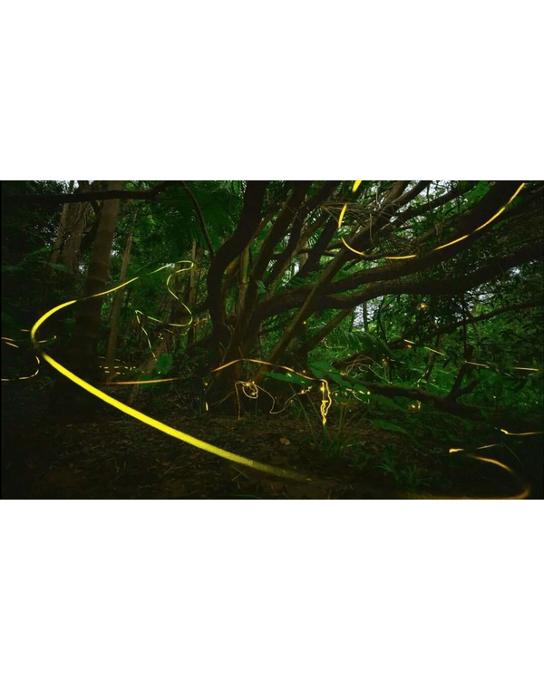 夏夜限定｜深圳福田CBD螢火蟲秘境🌟附觀螢地鐵直達超方便
