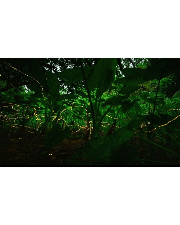 夏夜限定｜深圳福田CBD螢火蟲秘境🌟附觀螢地鐵直達超方便