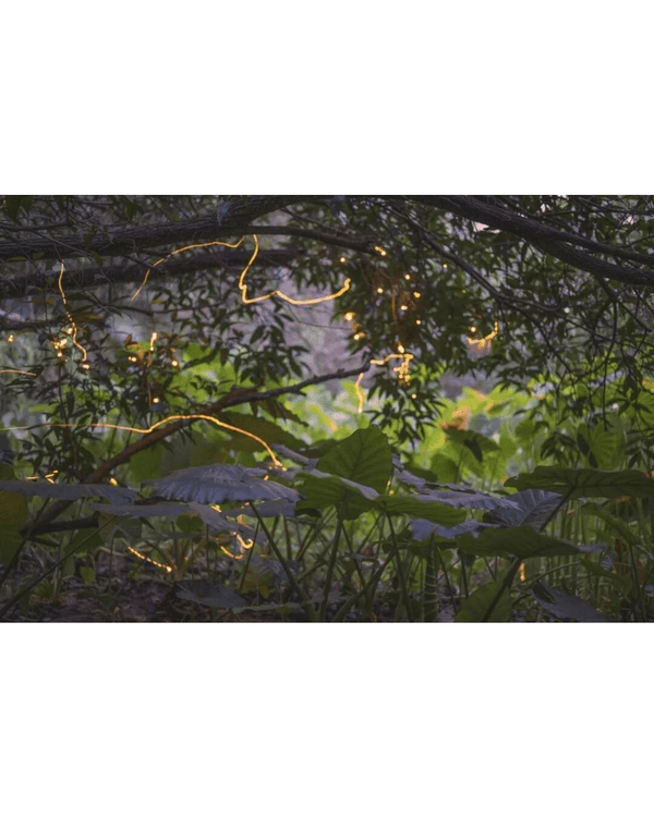 夏夜限定｜深圳福田CBD螢火蟲秘境🌟附觀螢地鐵直達超方便
