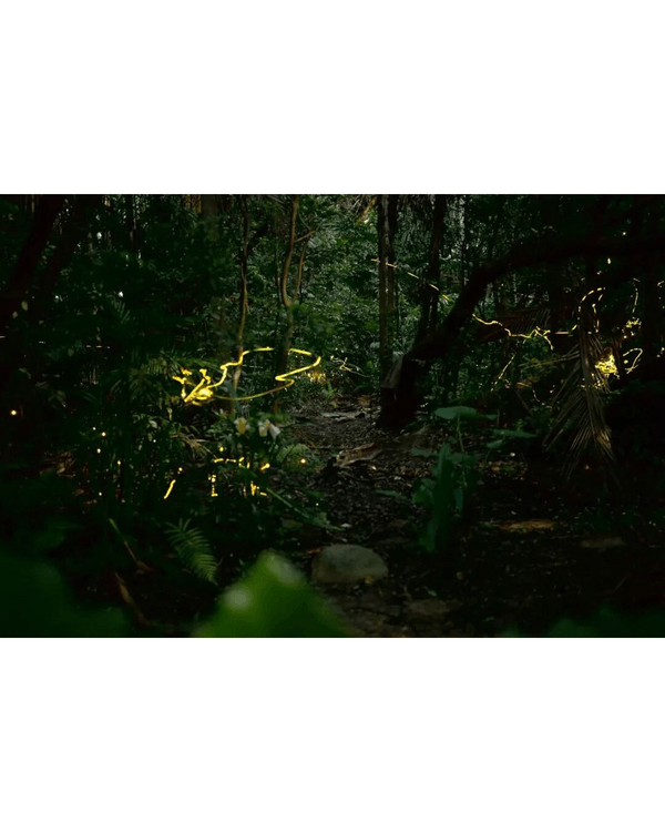 夏夜限定｜深圳福田CBD螢火蟲秘境🌟附觀螢地鐵直達超方便