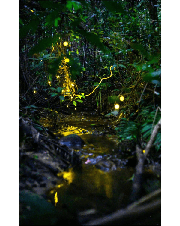 夏夜限定｜深圳福田CBD螢火蟲秘境🌟附觀螢地鐵直達超方便