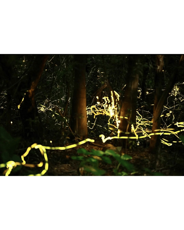 夏夜限定｜深圳福田CBD螢火蟲秘境🌟附觀螢地鐵直達超方便