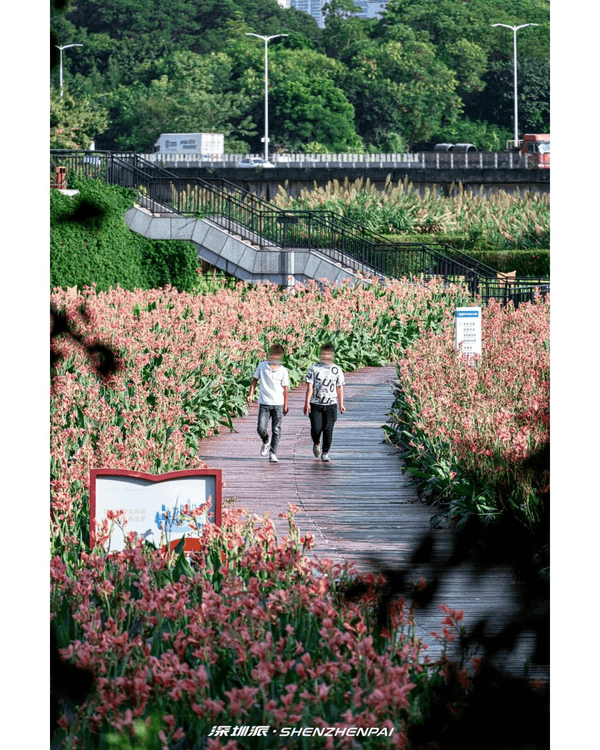 深圳新14.2km河畔單車綠道🌿臨河Cafe歎咖啡☕睇濕地公園再打卡百年古墟