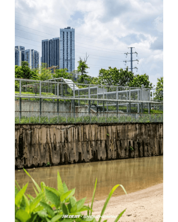 深圳新14.2km河畔單車綠道🌿臨河Cafe歎咖啡☕睇濕地公園再打卡百年古墟