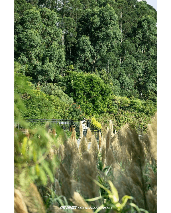 深圳新14.2km河畔單車綠道🌿臨河Cafe歎咖啡☕睇濕地公園再打卡百年古墟