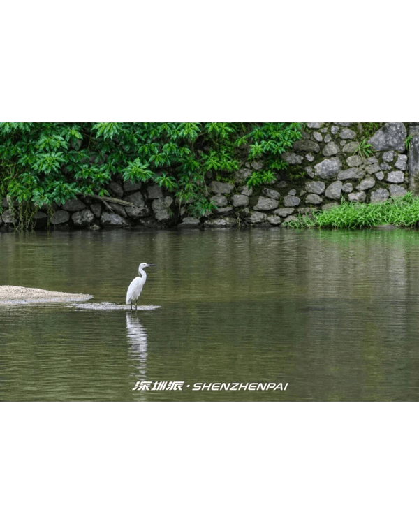 深圳新14.2km河畔單車綠道🌿臨河Cafe歎咖啡☕睇濕地公園再打卡百年古墟