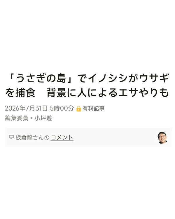 日本廣島兔島爆生態危機🐰專家警告遊客隨時遇險⚠️天敵因「1因素」暴增遭獵殺