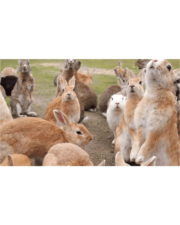 日本廣島兔島爆生態危機🐰專家警告遊客隨時遇險⚠️天敵因「1因素」暴增遭獵殺