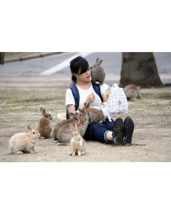 日本廣島兔島爆生態危機🐰專家警告遊客隨時遇險⚠️天敵因「1因素」暴增遭獵殺