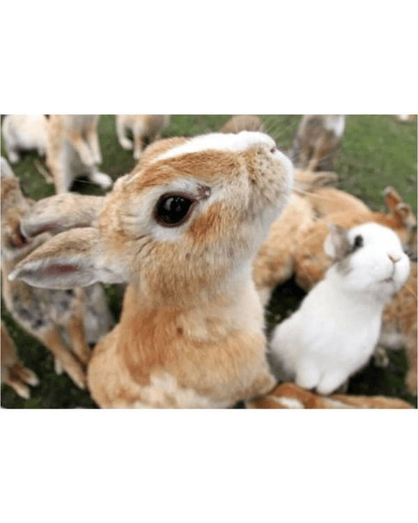 日本廣島兔島爆生態危機🐰專家警告遊客隨時遇險⚠️天敵因「1因素」暴增遭獵殺
