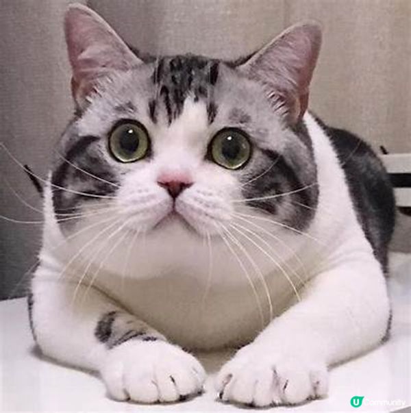 可愛小花貓、又熱情又痴人、喜歡吃零食、在家經常玩躲貓貓