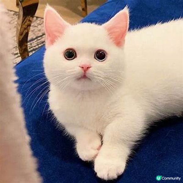 可愛小花貓、又熱情又痴人、喜歡吃零食、在家經常玩躲貓貓