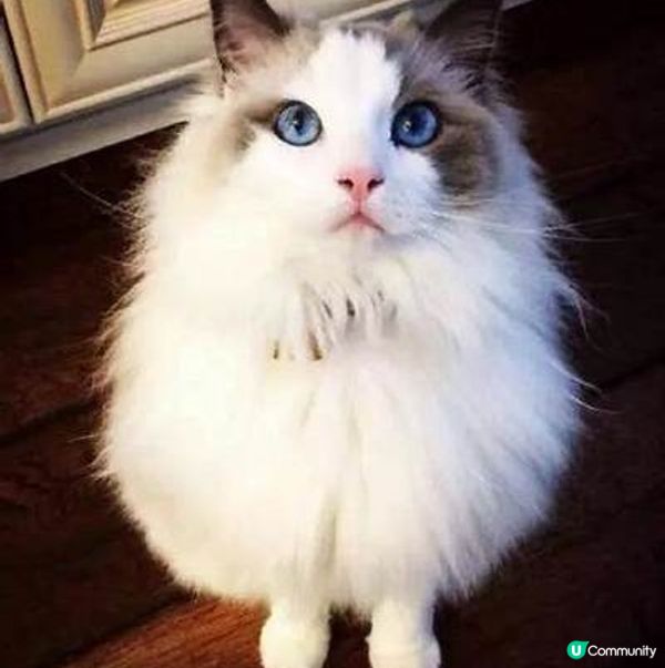 可愛小花貓、又熱情又痴人、喜歡吃零食、在家經常玩躲貓貓