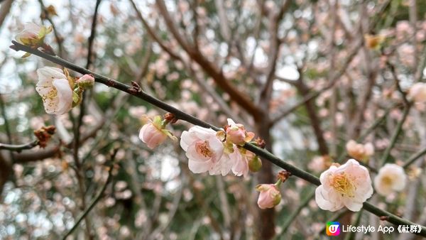 深圳梅園千朵梅花