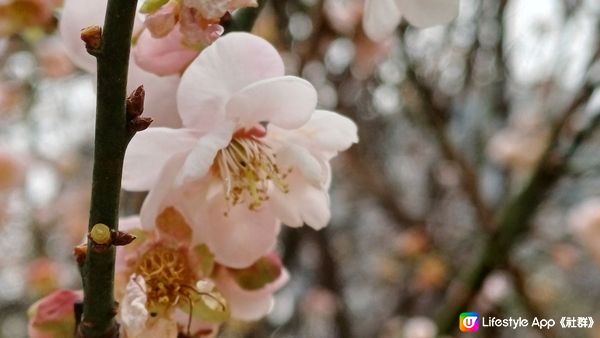 深圳梅園千朵梅花