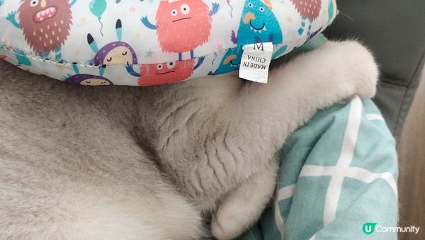 坐得斯斯文文,睡覺姿態另有特別,好喜歡曬太陽