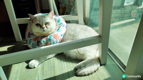 坐得斯斯文文,睡覺姿態另有特別,好喜歡曬太陽