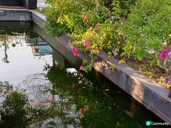 （限定）最後*26～27/11