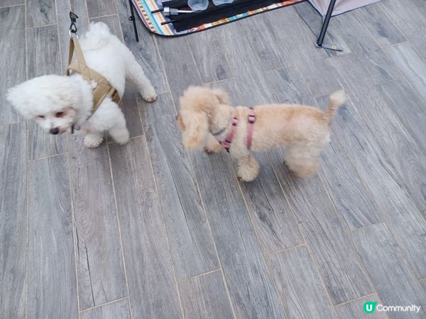 （限定）最後*26～27/11