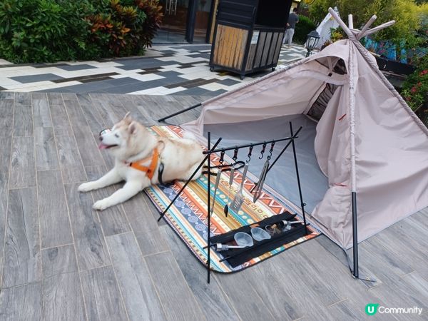 （限定）最後*26～27/11