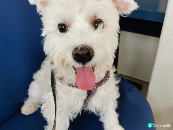 2023我要再帶狗狗去其他寵物友善餐廳食飯  #2023願望...