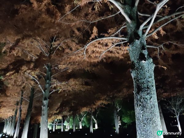 「超夢幻」自然與光影的連繫：夜遊大阪長居植物園TeamLab