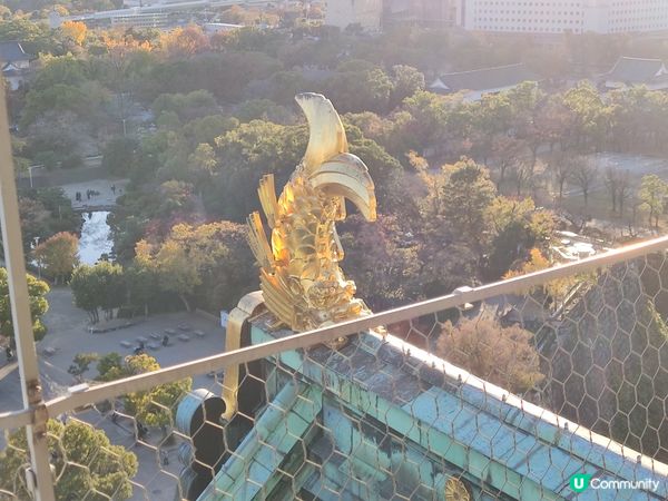 「秋意濃郁」大阪城與銀杏的奇妙邂逅：感受黃金之美