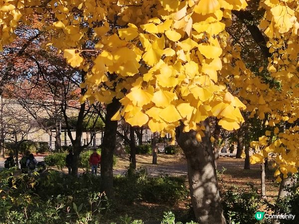 「秋意濃郁」大阪城與銀杏的奇妙邂逅：感受黃金之美