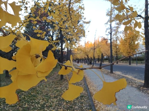 「秋意濃郁」大阪城與銀杏的奇妙邂逅：感受黃金之美