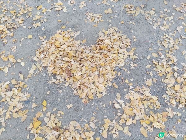 「秋意濃郁」大阪城與銀杏的奇妙邂逅：感受黃金之美