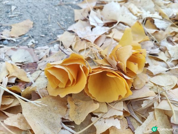 「秋意濃郁」大阪城與銀杏的奇妙邂逅：感受黃金之美