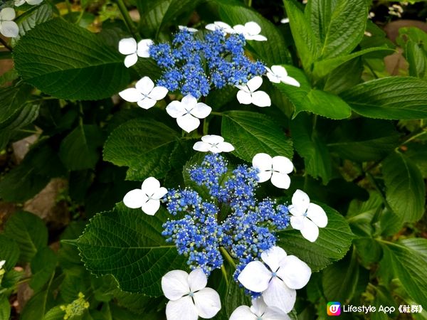 江之島🎏藤澤花語