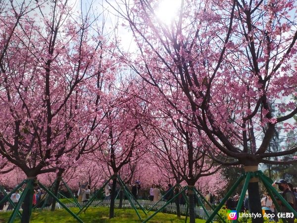 櫻花園