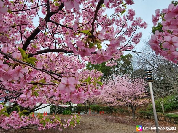 三浦櫻花祭