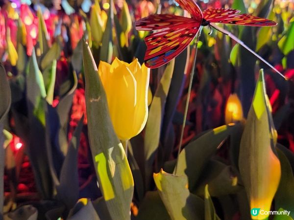 夜遊維園花展2024 🌹🌻🌷🪻