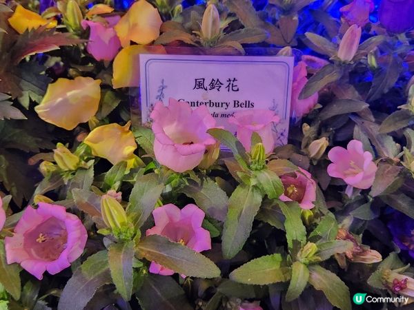 夜遊維園花展2024 🌹🌻🌷🪻