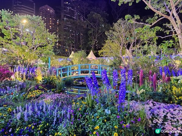 夜遊維園花展2024 🌹🌻🌷🪻