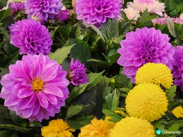 夜遊維園花展2024 🌹🌻🌷🪻