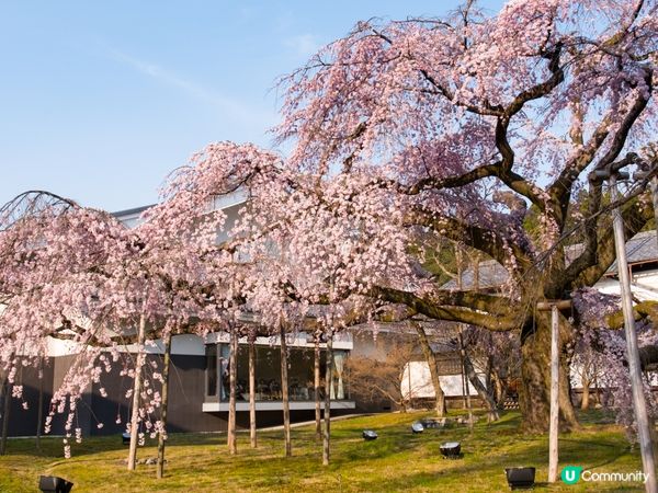 醍醐寺：京都最有代表性嘅賞櫻名所