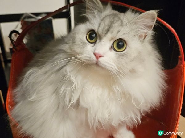 尼尼同甩甩成日賣萌㗎，因為佢知道一扮可愛，就會有按摩服務同零...