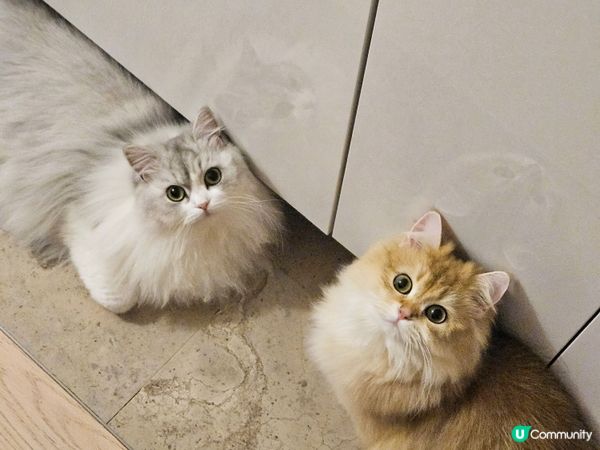 尼尼同甩甩成日賣萌㗎，因為佢知道一扮可愛，就會有按摩服務同零...