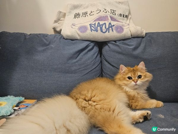 尼尼同甩甩成日賣萌㗎，因為佢知道一扮可愛，就會有按摩服務同零...