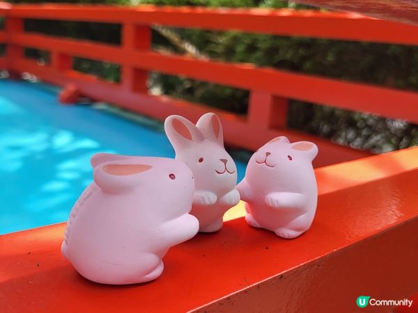 兔兔這麼可愛!