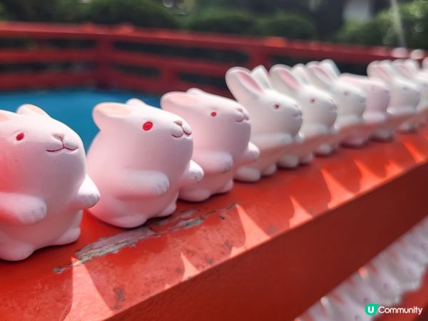 兔兔這麼可愛!