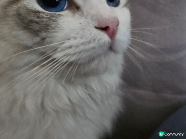 ～一年前緣份既偶遇?佢叫薯條，就黎一歲啦～