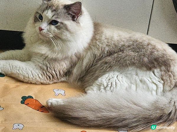 ～一年前緣份既偶遇?佢叫薯條，就黎一歲啦～