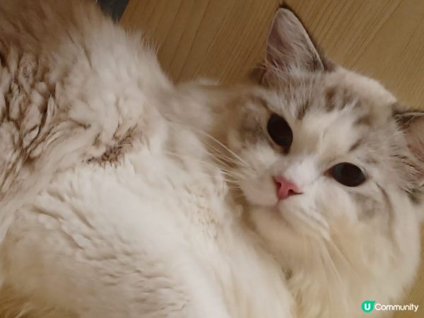 ～一年前緣份既偶遇?佢叫薯條，就黎一歲啦～