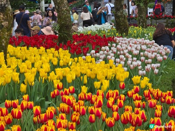🌉 越南峴港巴拿山｜超長纜車、黃金佛手橋、免費啤酒暢飲