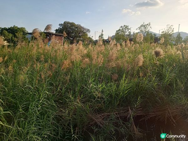 一片金黃花海🌾